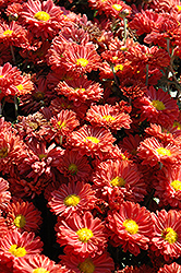 Dark Bronze Daisy Chrysanthemum (Chrysanthemum 'Dark Bronze Daisy') at Stonegate Gardens