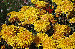 Duluth Chrysanthemum (Chrysanthemum 'Duluth') at Lakeshore Garden Centres