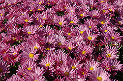 Pink Daisy Chrysanthemum (Chrysanthemum 'Pink Daisy') at Stonegate Gardens