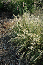 Pony Tails Mexican Feather Grass (Stipa tenuissima 'Pony Tails') at Stonegate Gardens