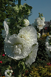 Powderpuff White Hollyhock (Alcea rosea 'Powderpuff White') at Stonegate Gardens