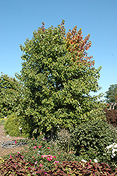 Sienna Glen Maple (Acer x freemanii 'Sienna') at A Very Successful Garden Center