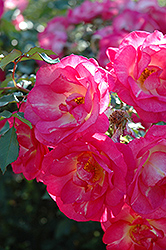 Last Tango Rose (Rosa 'Last Tango') at Stonegate Gardens