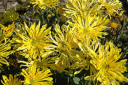 Golden Star Chrysanthemum (Chrysanthemum 'Golden Star') at Lakeshore Garden Centres