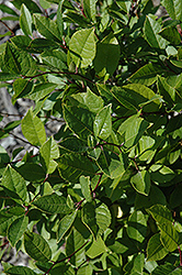 Jim Dandy Winterberry (Ilex verticillata 'Jim Dandy') at A Very Successful Garden Center