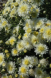 Minnwhite Chrysanthemum (Chrysanthemum 'Minnwhite') at A Very Successful Garden Center