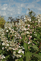 Tardiva Hydrangea (Hydrangea paniculata 'Tardiva') at Stonegate Gardens