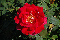 Hot Wonder Rose (Rosa 'Hot Wonder') at Lakeshore Garden Centres