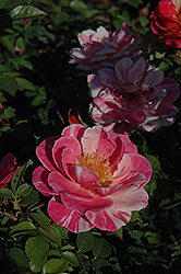 Fiesta Rose (Rosa 'Fiesta') at A Very Successful Garden Center