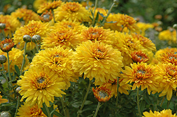 Goldstrike Chrysanthemum (Chrysanthemum 'Goldstrike') at A Very Successful Garden Center