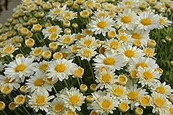 Gwendolyn Chrysanthemum (Chrysanthemum 'Gwendolyn') at Stonegate Gardens
