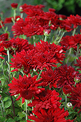 Five Alarm Red Chrysanthemum (Chrysanthemum 'Five Alarm Red') at A Very Successful Garden Center