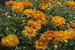 Grace Chrysanthemum (Chrysanthemum 'Grace') at Stonegate Gardens