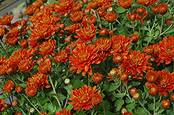Bright Gretchen Chrysanthemum (Chrysanthemum 'Bright Gretchen') at A Very Successful Garden Center