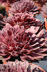Royal Ruby Hens And Chicks (Sempervivum 'Royal Ruby') at A Very Successful Garden Center