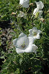 White Uniform Bellflower (Campanula carpatica 'White Uniform') at Stonegate Gardens