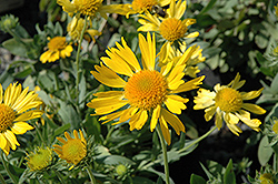 Sunburst Yellow Blanket Flower (Gaillardia x grandiflora 'Sunburst Yellow') at A Very Successful Garden Center