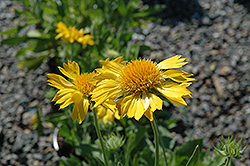 The Sun Blanket Flower (Gaillardia x grandiflora 'The Sun') at A Very Successful Garden Center