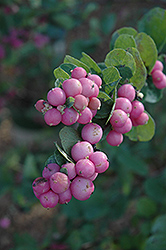 Scarlet Pearl Coralberry (Symphoricarpos 'Scarlet Pearl') at A Very Successful Garden Center