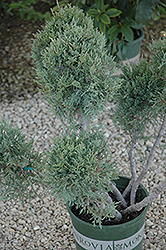 Hetz Blue Juniper (pom pom) (Juniperus chinensis 'Hetz Blue (pom pom)') at The Mustard Seed