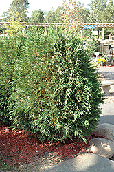 Techny Globe Arborvitae (Thuja occidentalis 'Techny Globe') at Lakeshore Garden Centres