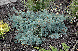Procumbens Spruce (Picea pungens 'Procumbens') at Lakeshore Garden Centres