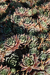Red Heart Hens And Chicks (Sempervivum 'Red Heart') at Lakeshore Garden Centres