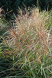 Red Silver Maiden Grass (Miscanthus sinensis 'Rotsilber') at A Very Successful Garden Center