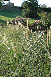 Sarabande Maiden Grass (Miscanthus sinensis 'Sarabande') at Lakeshore Garden Centres