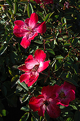 Good n' Plenty Rose (Rosa 'Good n' Plenty') at A Very Successful Garden Center