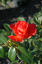 Livin' Easy Rose (Rosa 'HARwelcome') at Stonegate Gardens