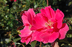 Ruffled Cloud Rose (Rosa 'Ruffled Cloud') at A Very Successful Garden Center