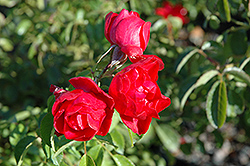 Flower Carpet Scarlet Rose (Rosa 'Flower Carpet Scarlet') at The Mustard Seed