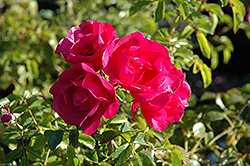 Flower Carpet Pink Rose (Rosa 'Flower Carpet Pink') at Lakeshore Garden Centres