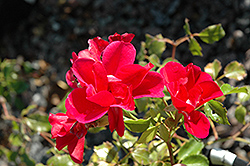Roseberry Blanket Rose (Rosa 'Roseberry Blanket') at A Very Successful Garden Center