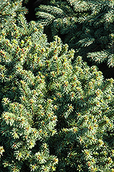 Lanham's Beehive Spruce (Picea abies 'Lanham's Beehive') at A Very Successful Garden Center