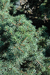 Parson's Dwarf Spruce (Picea abies 'Parson's Dwarf') at Stonegate Gardens
