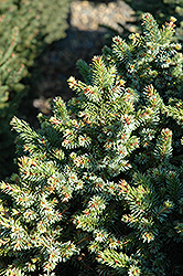 Pimoko Spruce (Picea omorika 'Pimoko') at Stonegate Gardens