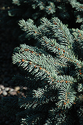 Waldbrunn Blue Spruce (Picea pungens 'Waldbrunn') at A Very Successful Garden Center