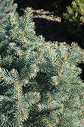 Sester Dwarf Blue Spruce (Picea pungens 'Sester Dwarf') at The Mustard Seed