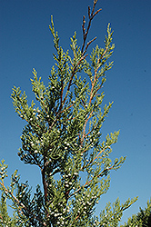 Hetz Columnar Juniper (Juniperus chinensis 'Hetz Columnar') at A Very Successful Garden Center