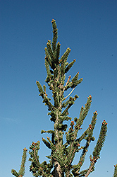 Hillside Upright Spruce (Picea abies 'Hillside Upright') at A Very Successful Garden Center