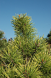 Chief Joseph Lodgepole Pine (Pinus contorta 'Chief Joseph') at A Very Successful Garden Center