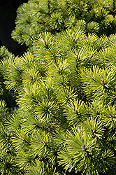 Honeycomb Mugo Pine (Pinus mugo 'Honeycomb') at A Very Successful Garden Center