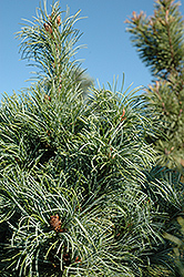 Bergman Japanese White Pine (Pinus parviflora 'Bergmani') at A Very Successful Garden Center