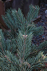 Albyn Prostrate Scotch Pine (Pinus sylvestris 'Albyn Prostrata') at A Very Successful Garden Center