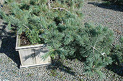 Weeping Blue Limber Pine (Pinus flexilis 'Glauca Pendula') at Stonegate Gardens