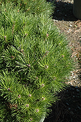 Brepo Dwarf Austrian Pine (Pinus nigra 'Brepo') at A Very Successful Garden Center