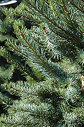 Bruns Spruce (Picea omorika 'Bruns') at Lakeshore Garden Centres
