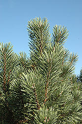 Columnar Mugo Pine (Pinus mugo 'Columnaris') at A Very Successful Garden Center